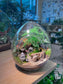 Fittonia and Asparagus Fern with Moss Arrangement in Eggette Glass Terrarium (L)
