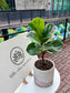 Ficus Elastica in Bicolor Ceramic Pot
