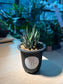 Haworthia (十二卷) in Tall Black Polymer Pot