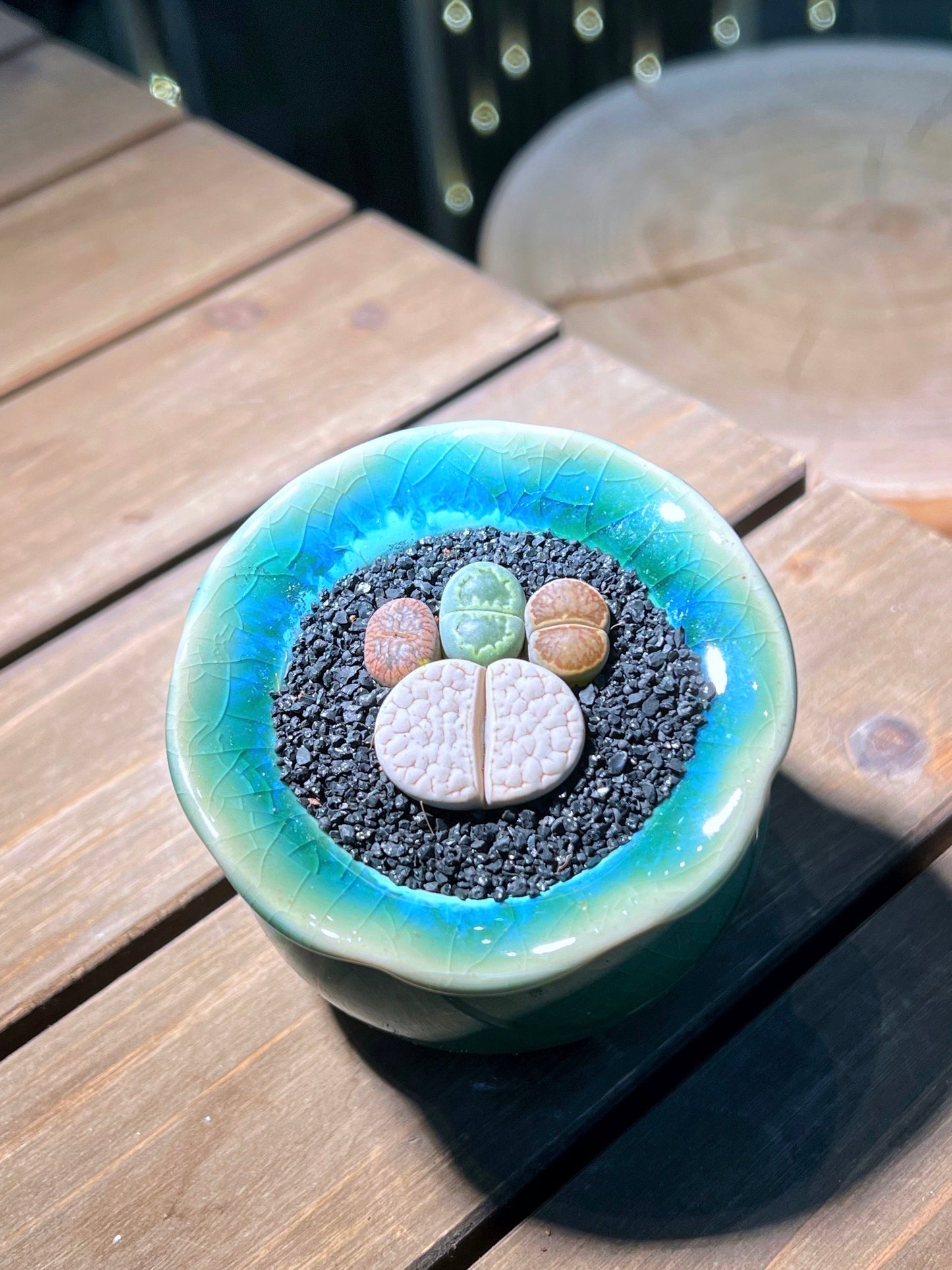 Lithops Paw in Handmade Petal Edge Ceramic Pot