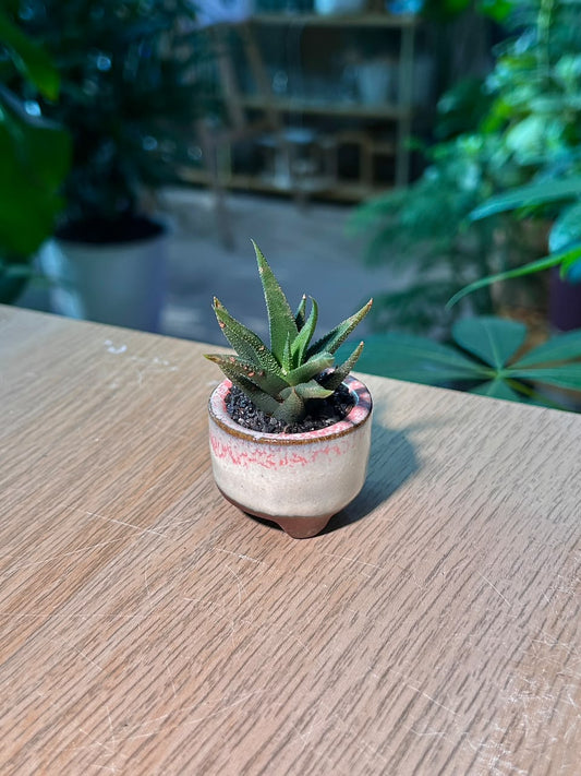 Crocodile Haworthia (琉璃殿) Haworthia Limifolia in Flambé Glazed Ceramic Pot