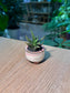Crocodile Haworthia (琉璃殿) Haworthia Limifolia in Flambé Glazed Ceramic Pot