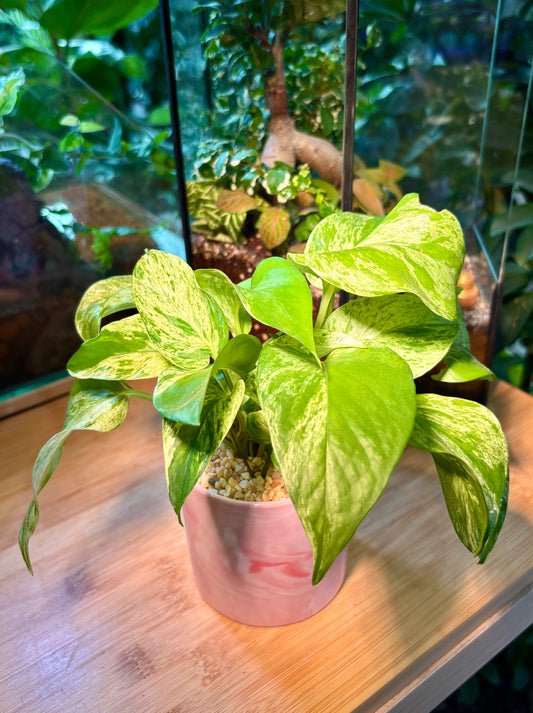 Epipremnum Pinnatum in Pink Marble Pot 🩰