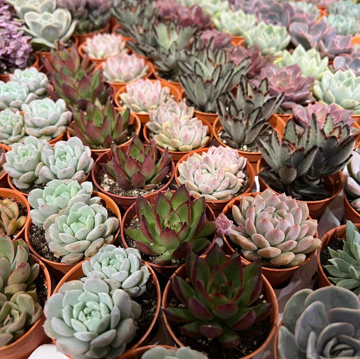 Plastic Pot Succulent (3pcs/set)