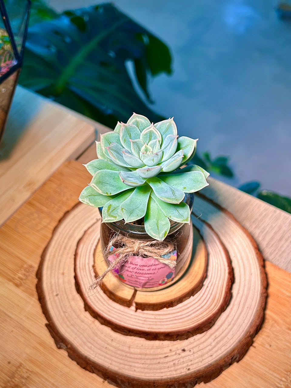 Echeveria Succulent in Pudding Jar