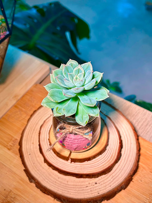 Echeveria Succulent in Pudding Jar