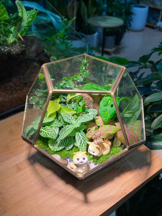 Fittonia and Fern with Moss Arrangement in Nonagon Glass (L)