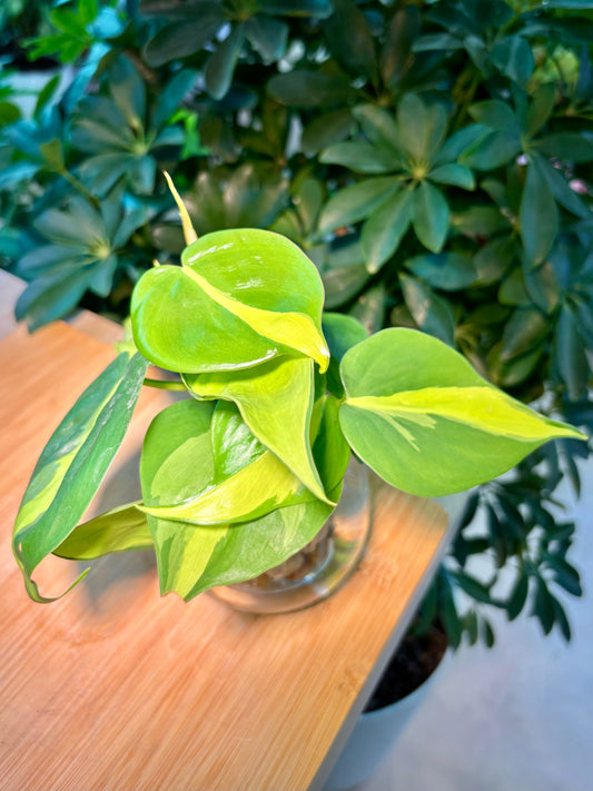 Philodendron Cordatum in Water Based Glass