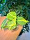 Philodendron Cordatum in Water Based Glass
