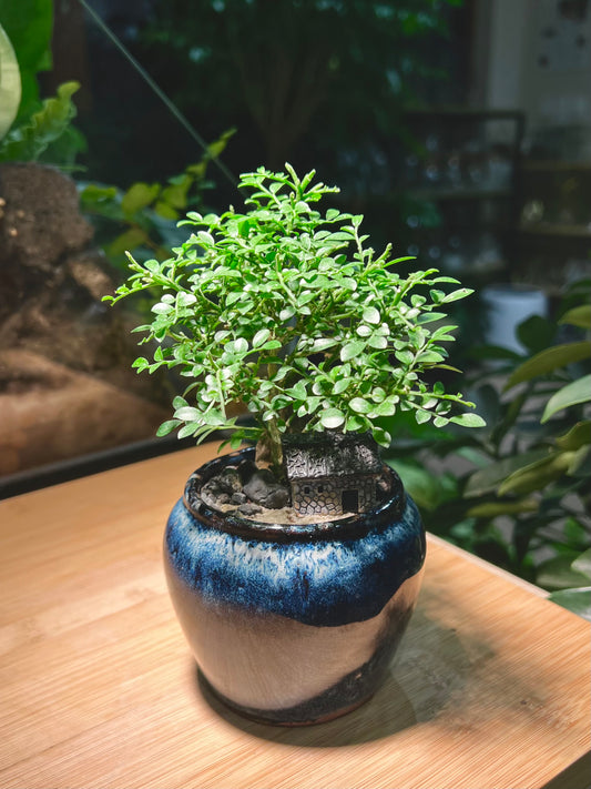Muraya Arrangement with House Figurine in Wave Sea Blue Ceramic Pot