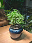 Muraya Arrangement with House Figurine in Wave Sea Blue Ceramic Pot