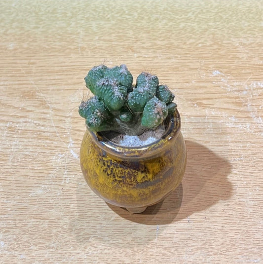 Cereus in Yellow Ceramic Pot