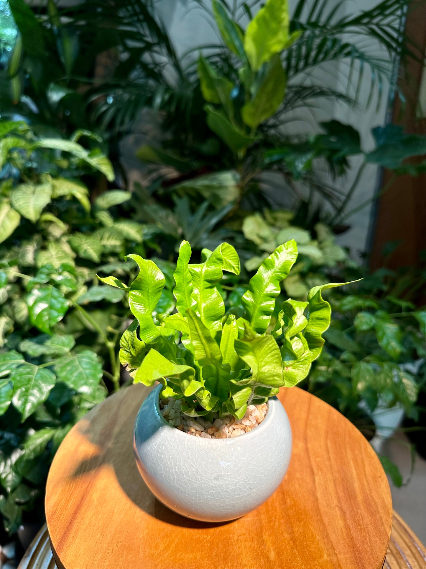 Asplenium Crispy Wave Fern in Designer Pot