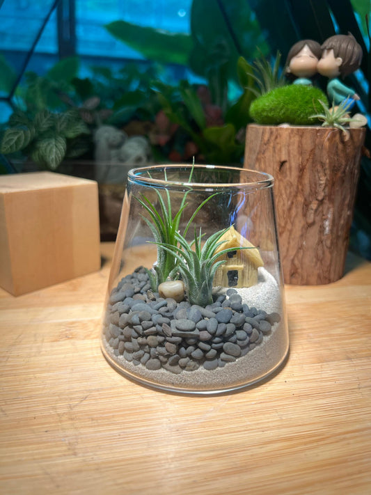 Airplant in Fuji Glass