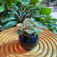 Kalanchoe Millotii in Blue Glazed Ceramic Designer Pot