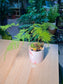 Indoor Plant Arrangement Aparagues Fern & Fittonia (文竹 & 网纹草) in White Glazed Ceramic Pot