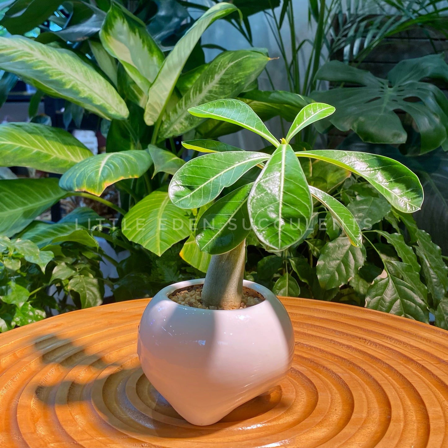 Adenium Bonsai in White Designer Pot