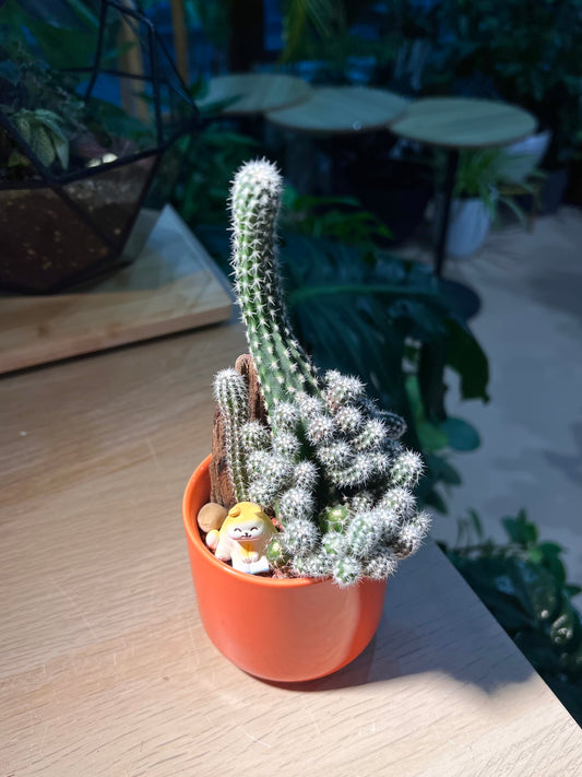 Peanut (Cactus) in Ceramic Pot