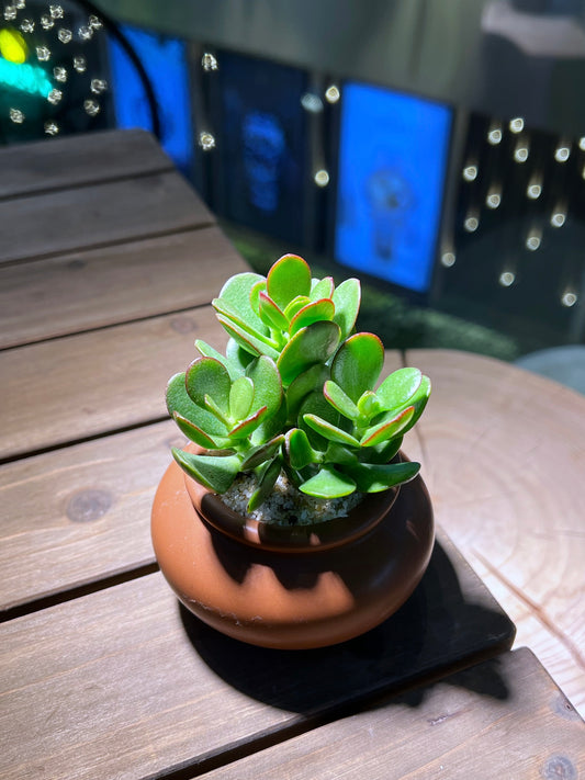 Jade Plant in Brown Ceramic Pot