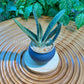 Gasteria in Blue Designer Pot