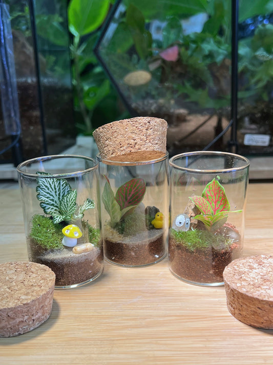 Fittonia with Moss Arrangement in Tall Cylindrical Glass (S)