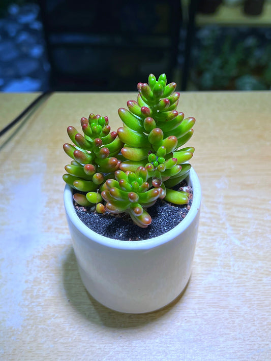 Jelly Bean Plant in White Cylindrical Pot