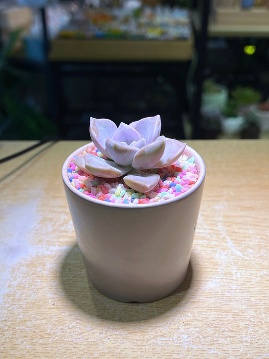 Echeveria Laui in Grey Ceramic Pot