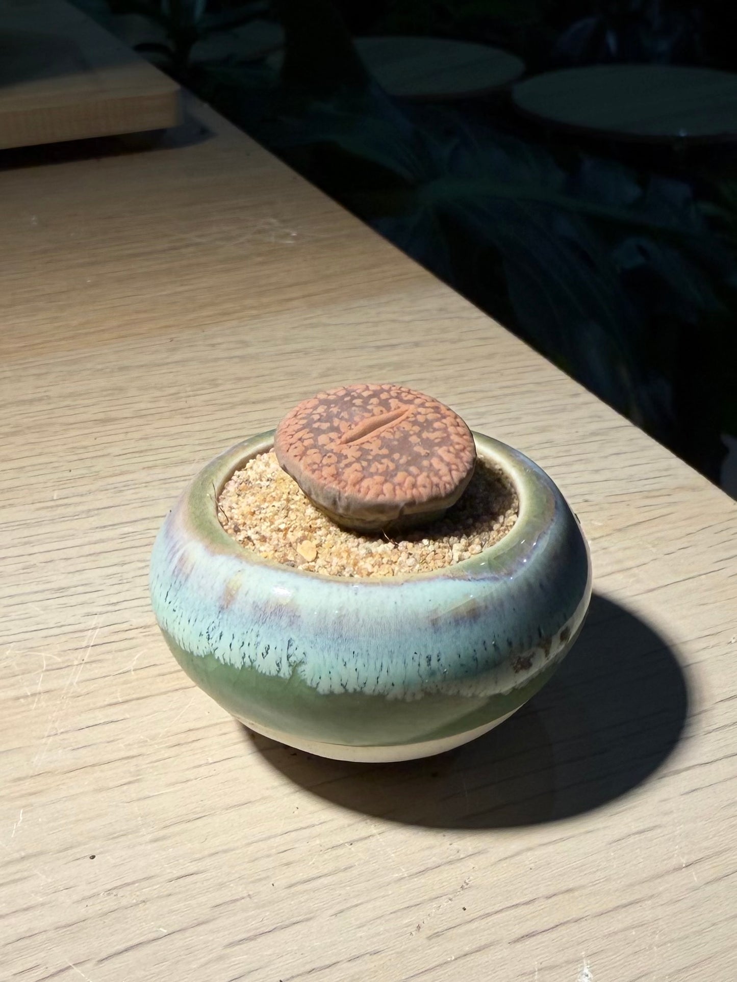 Lithop in Ceramic Pot