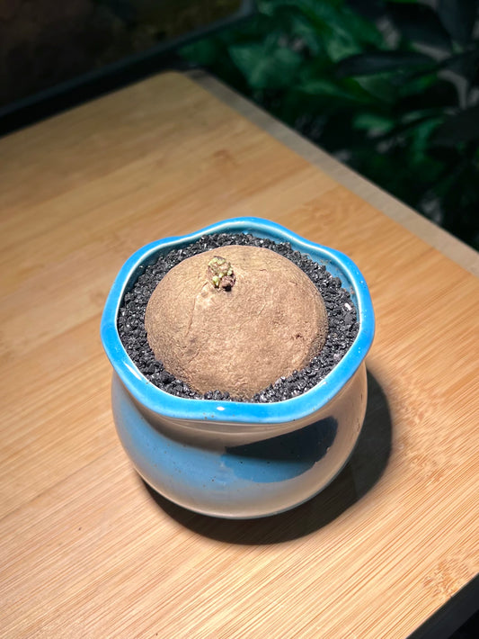 Stephania in Blue Petal-Edge Ceramic Pot