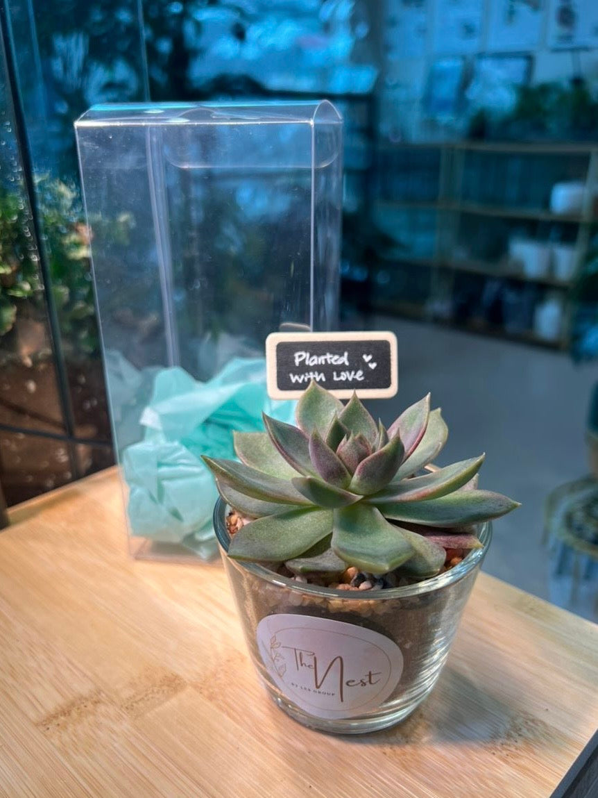 Teacher’s Day Gift - Succulent in Glass Pot with Blackboard and PVC Box