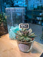 Teacher’s Day Gift - Succulent in Glass Pot with Blackboard and PVC Box