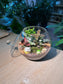 Indoor Plant Fittonia & Euonymus Japonicus & Moss (网纹草 & 正木 & 苔藓) in Fishbowl with Lid
