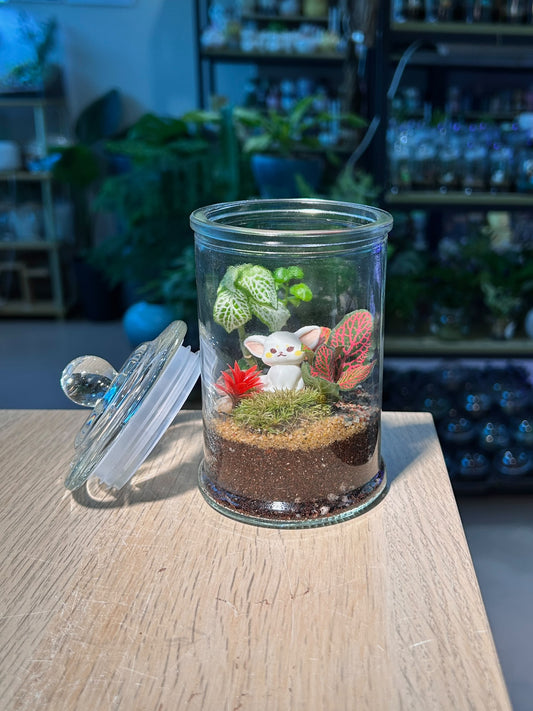 Indoor Plant Arrangement Fittonia & Moss & Bubble (网纹草 & 苔藓 & 黑美人) in Glass Jar