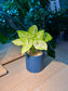 Golden Arrowhead Plant (金叶合果芋) Syngonium Podophyllum Neon Robusta in Matte Blue Ceramic Pot