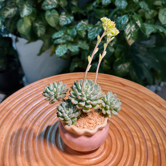 Succulent Collection in Pink Ceramic Pot