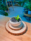 Baby Money Plant (金钱树) Zamioculcas Zamiifolia in White Glaze Ceramic Pot