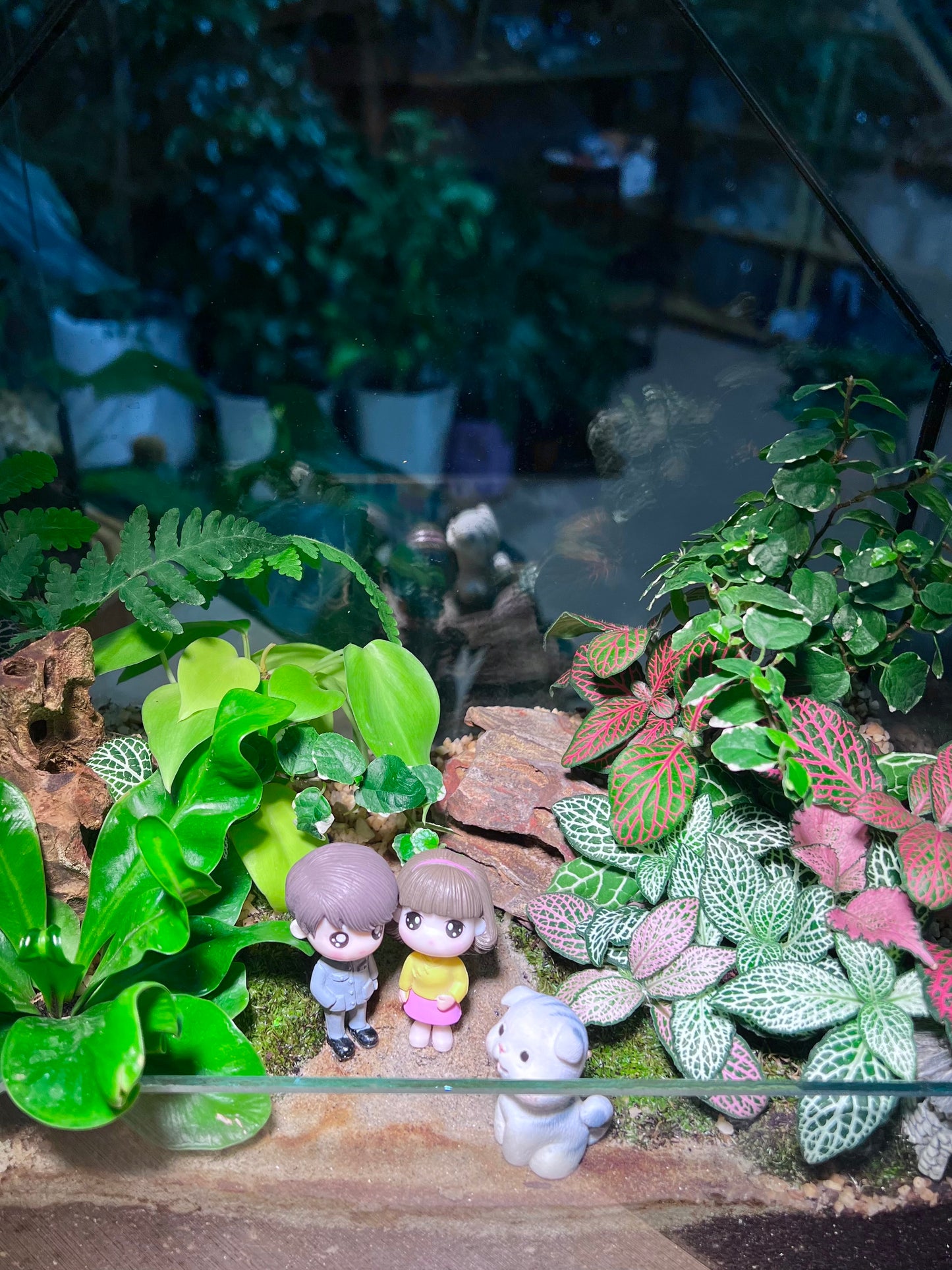 Valentine Gift - Fittonia, Staghorn Fern, Bird Nest Fern and Moss Arrangement in House Shape Aqua Glass Terrarium