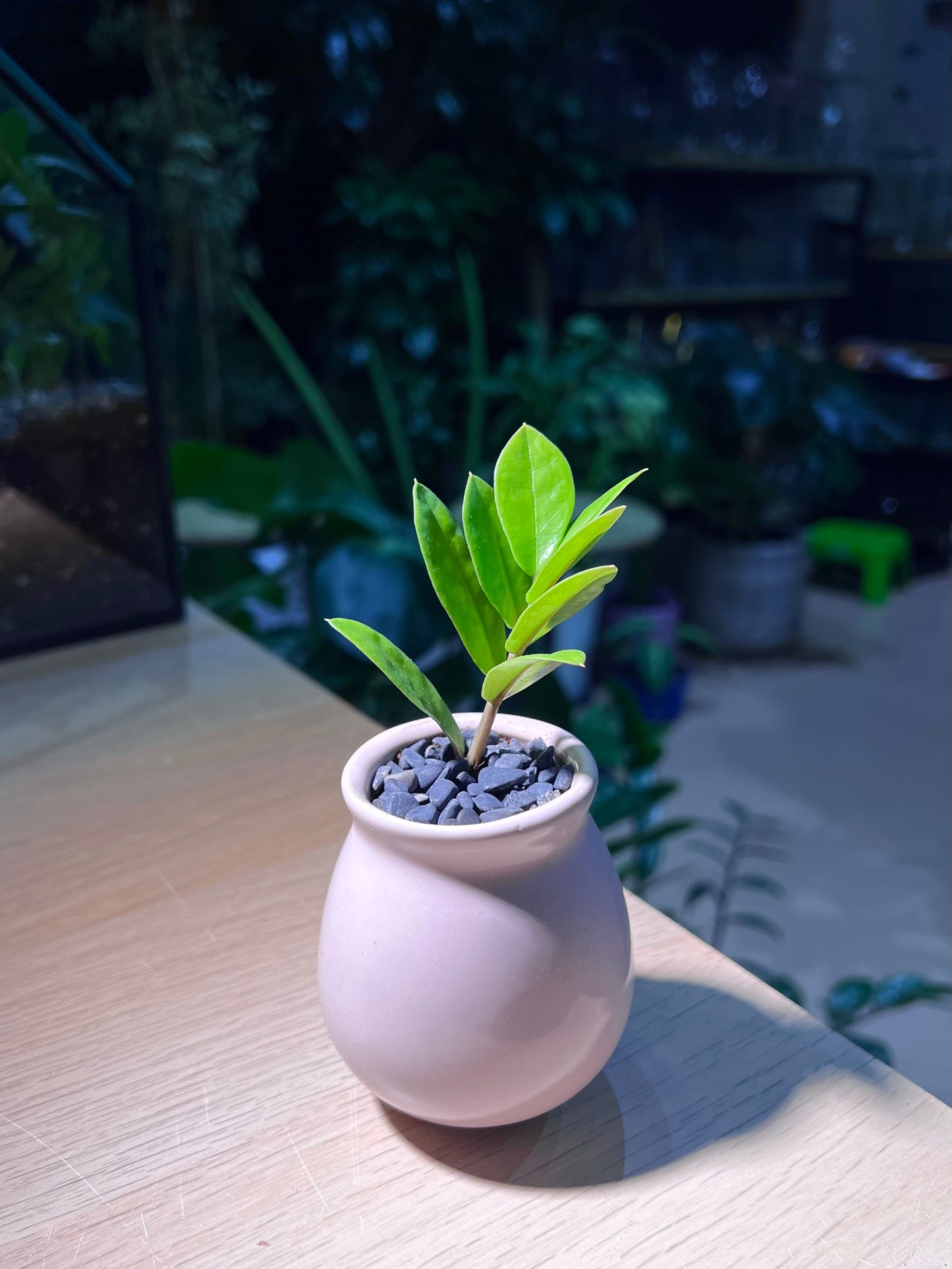 ZZ Plant (金钱树) in Light Purple Ceramic Pot