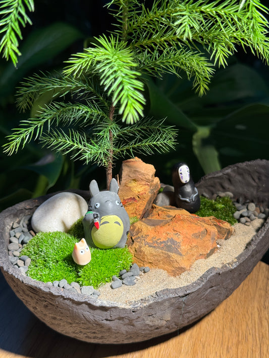 Totoro Lover: Norfolk Island Pine in Zen Bonsai Pot