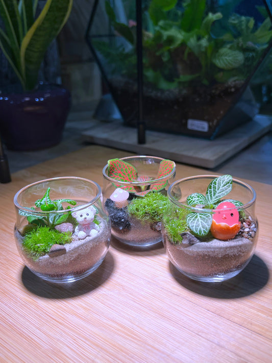Fittonia with Moss Arrangement in Tea Glass Terrarium (S)