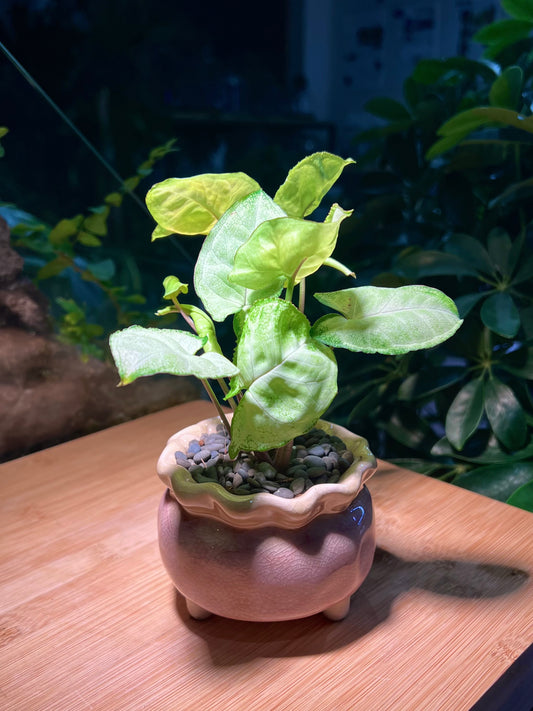 Syngonium in Handmade Petal Edge Ceramic Pot