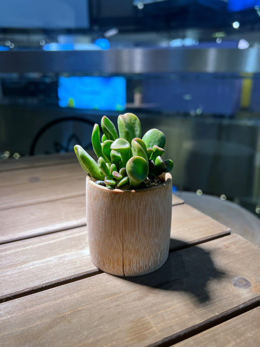 Crassula Ovata in Bamboo Pot