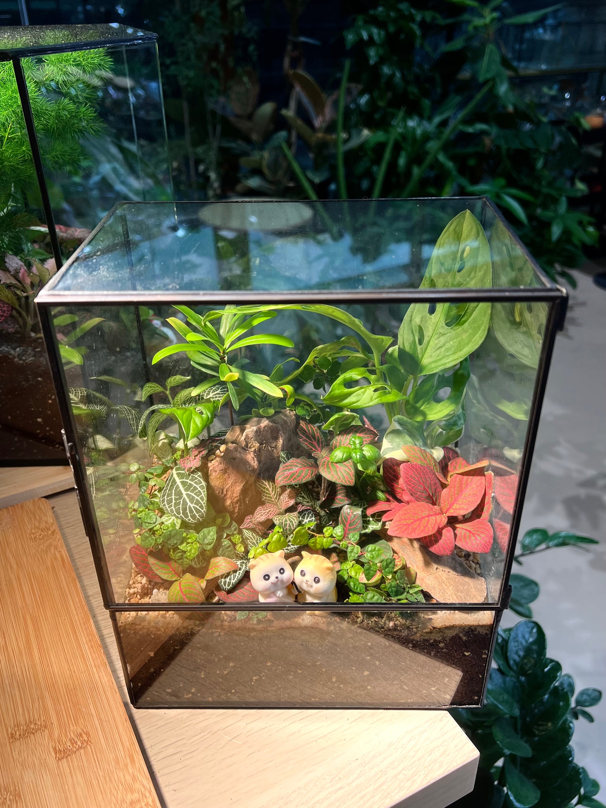 monstera terrarium Fittonia, Fern, Monstera and Moss Arrangement in Black Rectangular Gla