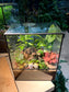 Fittonia, Fern, Monstera and Moss Arrangement in Black Rectangular Glass with Side Hung Lid Terrarium