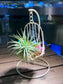 Airplant on Cradle with Birds