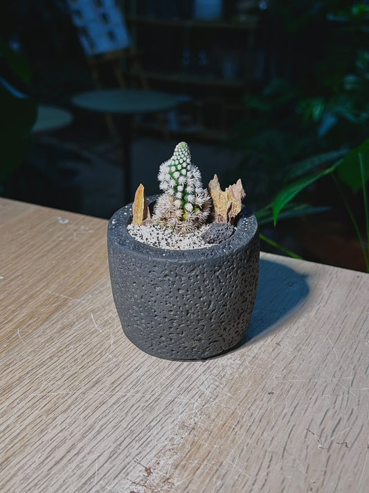 Cactus (δ»δΊΊζ) Thimble Cactus Landscape in Textured Charcoal Black Ceramic Pot