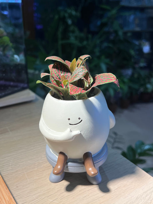 Fittonia in Smiling Face Pot