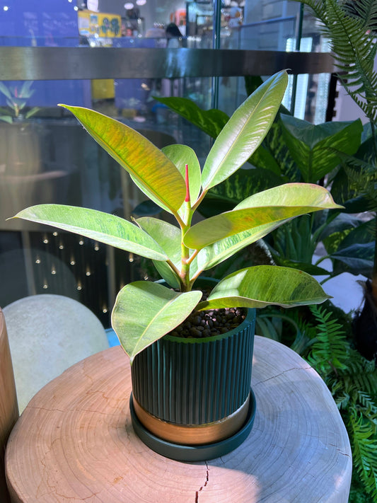 Ficus Elastica in Envy Green Pattern Designed Ceramic Pot