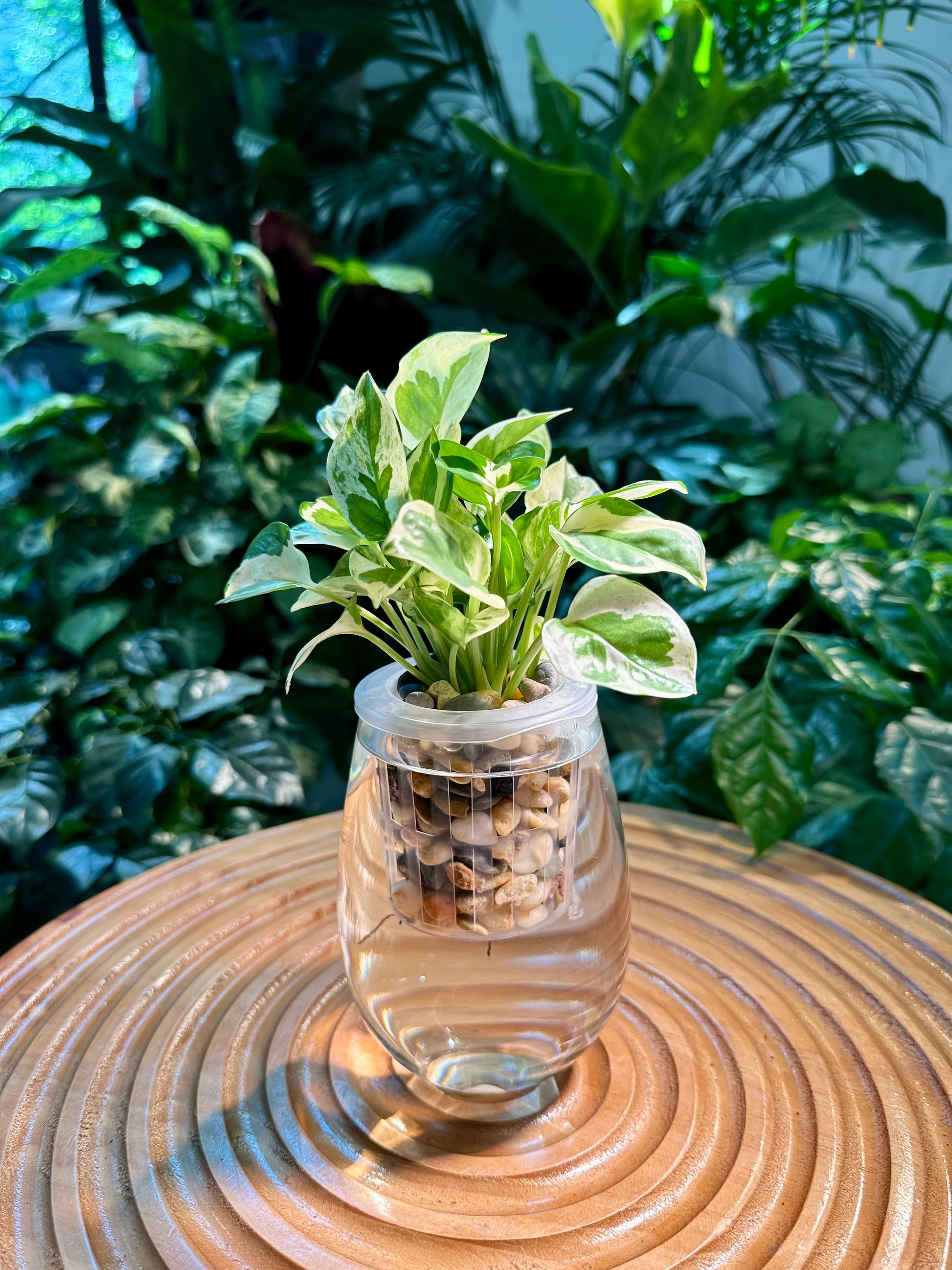 can njoy pothos grow in water Pothos Njoy in Tall Water Based Glass