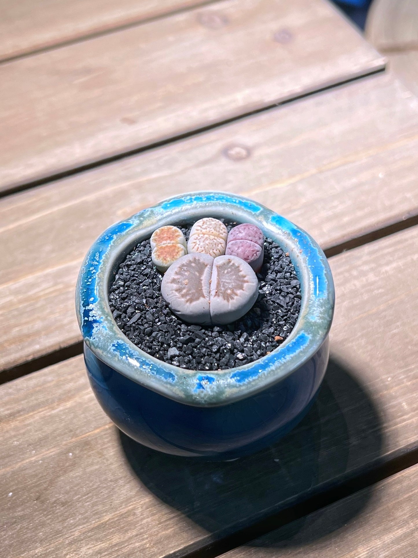 Lithops Paw in Mountain Blue Ceramic Pot